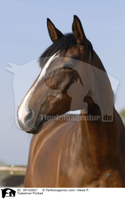 Trakehner Portrait / AP-02821