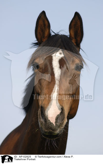 Trakehner Portrait / AP-02825
