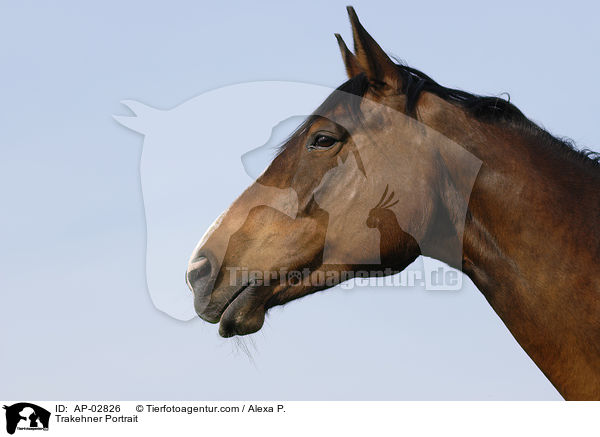 Trakehner Portrait / AP-02826