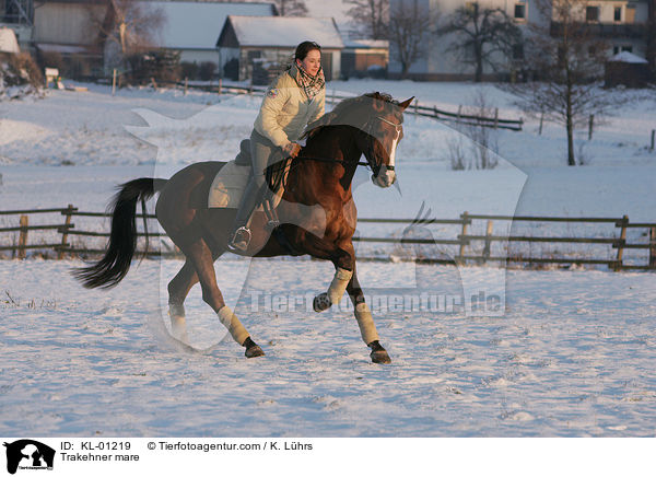 Trakehner Stute / Trakehner mare / KL-01219