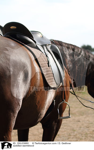 gesattelter Trakehner / saddled warmblood / DG-03860