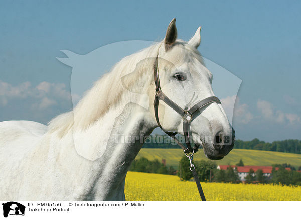 Trakehner Portrait / PM-05156