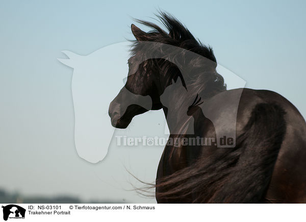 Trakehner Portrait / NS-03101