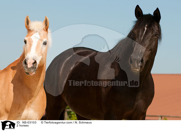 2 horses / NS-03103