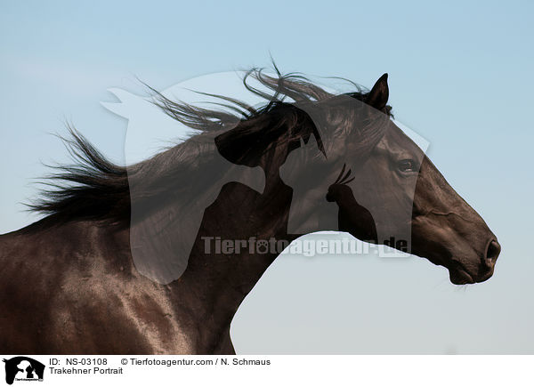 Trakehner Portrait / NS-03108