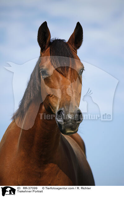 Trakehner Portrait / RR-37099