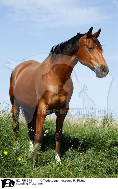 standing Trakehner / RR-37111