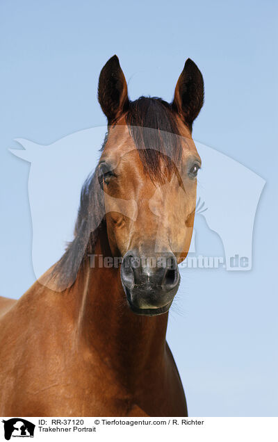 Trakehner Portrait / RR-37120