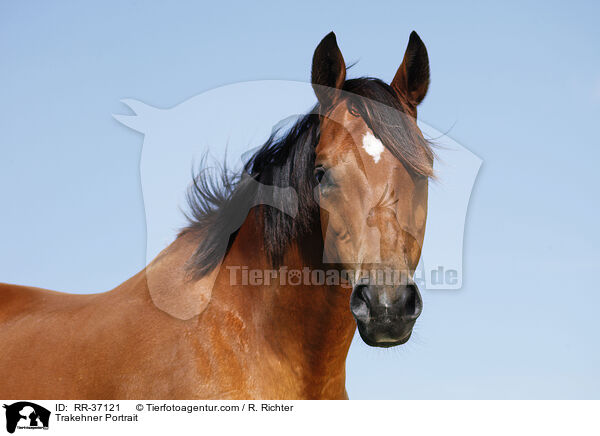 Trakehner Portrait / RR-37121