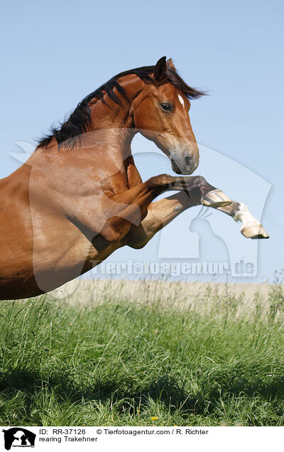 steigender Trakehner / rearing Trakehner / RR-37126