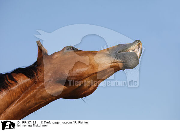 flehmening Trakehner / RR-37132