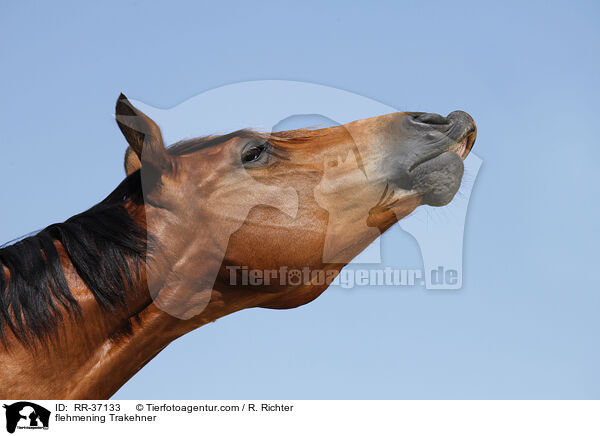 flehmening Trakehner / RR-37133