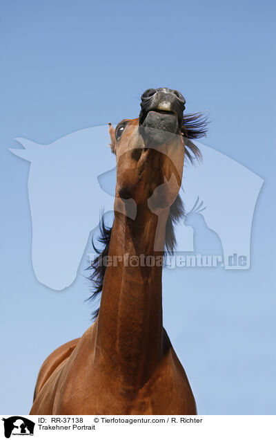 Trakehner Portrait / RR-37138