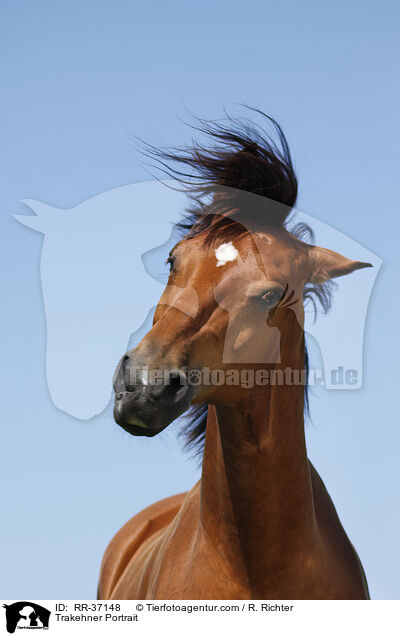 Trakehner Portrait / Trakehner Portrait / RR-37148