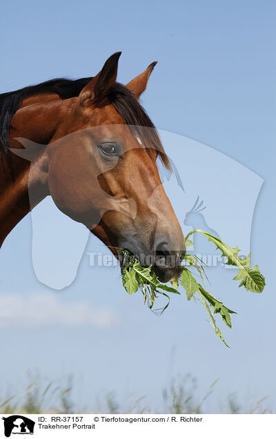Trakehner Portrait / RR-37157