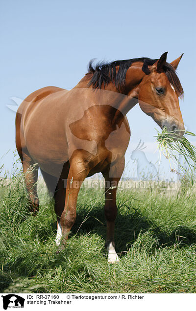 standing Trakehner / RR-37160