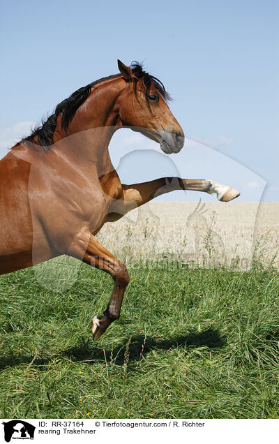 steigender Trakehner / rearing Trakehner / RR-37164