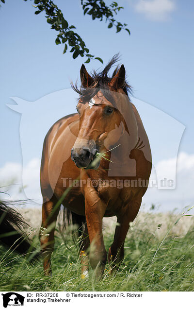standing Trakehner / RR-37208