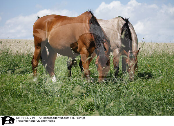 Trakehner and Quarter Horse / RR-37219