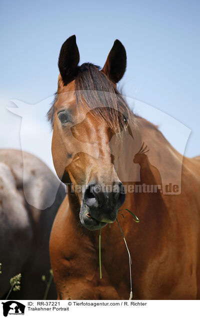 Trakehner Portrait / RR-37221