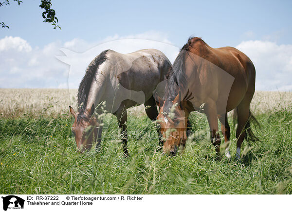Trakehner and Quarter Horse / RR-37222