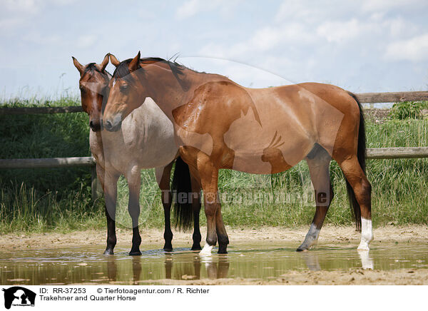 Trakehner and Quarter Horse / RR-37253