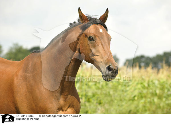 Trakehner Portrait / AP-08863