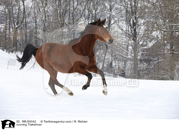 running Trakehner / RR-50042