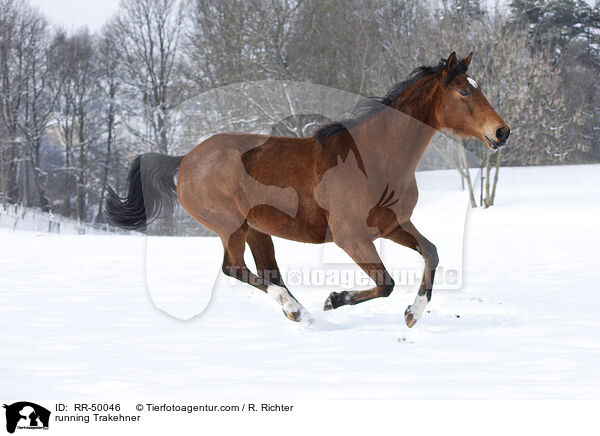 running Trakehner / RR-50046