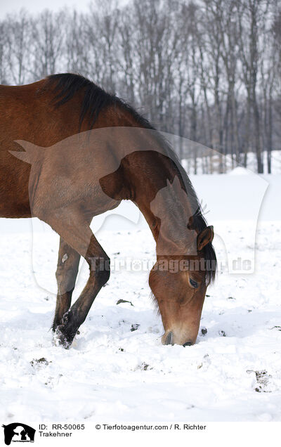 Trakehner / RR-50065