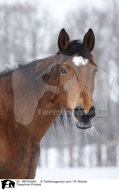 Trakehner Portrait / RR-50066
