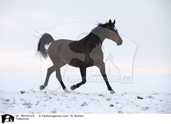 Trakehner / RR-50324