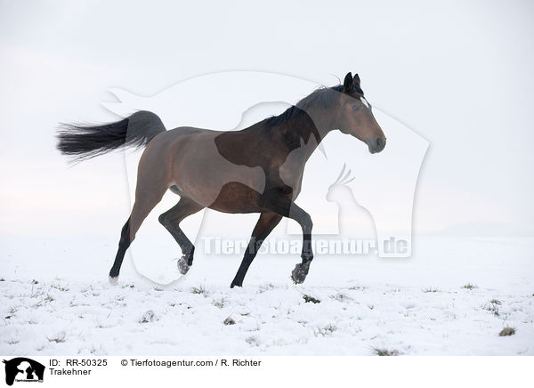 Trakehner / RR-50325