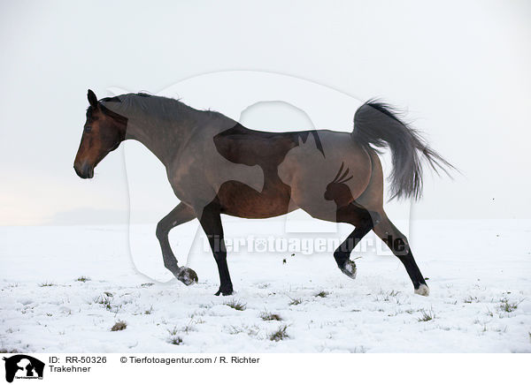 Trakehner / RR-50326