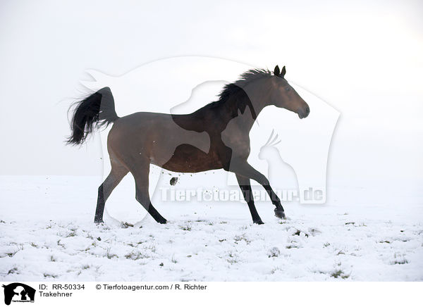 Trakehner / RR-50334