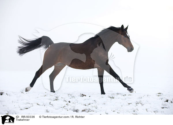 Trakehner / RR-50336