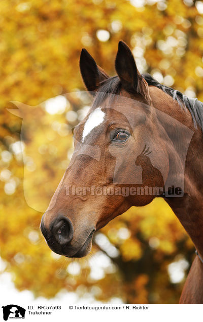 Trakehner / RR-57593