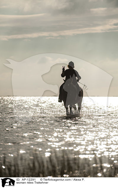Frau reitet Trakehner / woman rides Trakehner / AP-12291