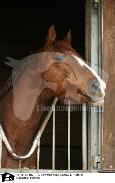 Trakehner Portrait / IP-03182