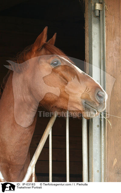 Trakehner Portrait / Trakehner Portrait / IP-03183