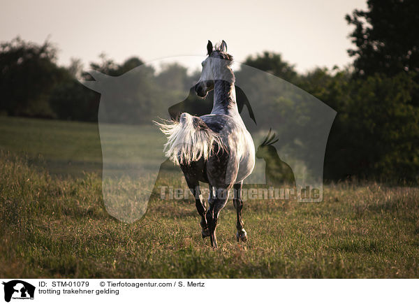 trotting trakehner gelding / STM-01079