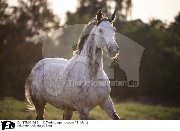 trakehner gelding walking / STM-01080