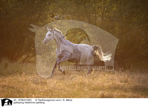 galloping trakehner gelding / STM-01083