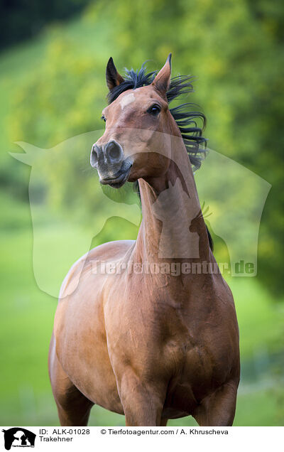 Trakehner / ALK-01028