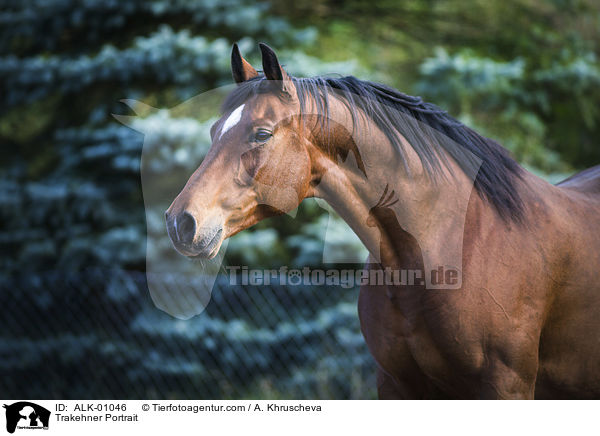 Trakehner Portrait / ALK-01046