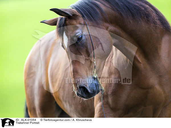 Trakehner Portrait / ALK-01054