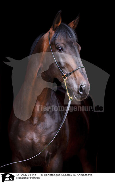 Trakehner Portrait / ALK-01145