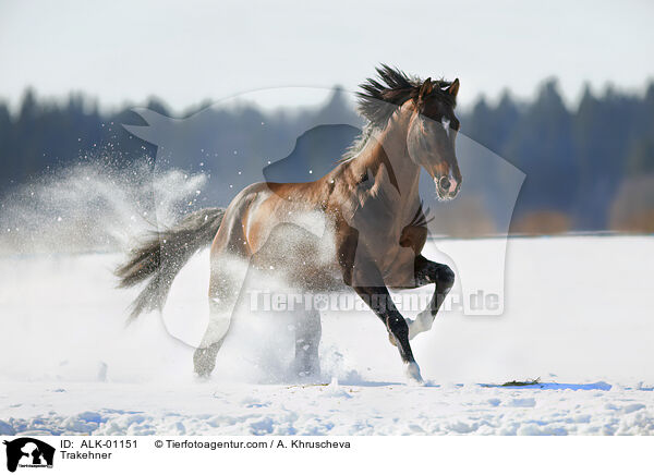 Trakehner / ALK-01151