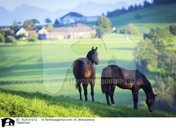 Trakehner / ALK-01212