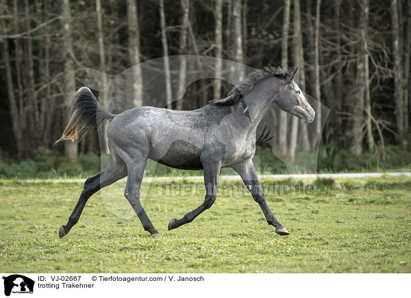trotting Trakehner / VJ-02667